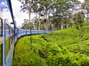 Vlakem čajovou plantáží Nuwara Eliya (Srí Lanka, Dreamstime)